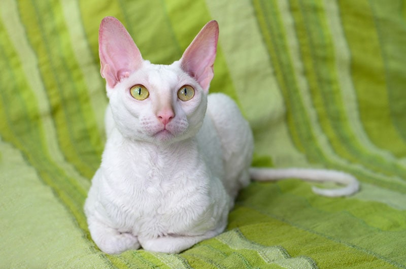matomas baltas katinas Cornish Rex veislės, gulintis ant žalios dryžuotos antklodės
