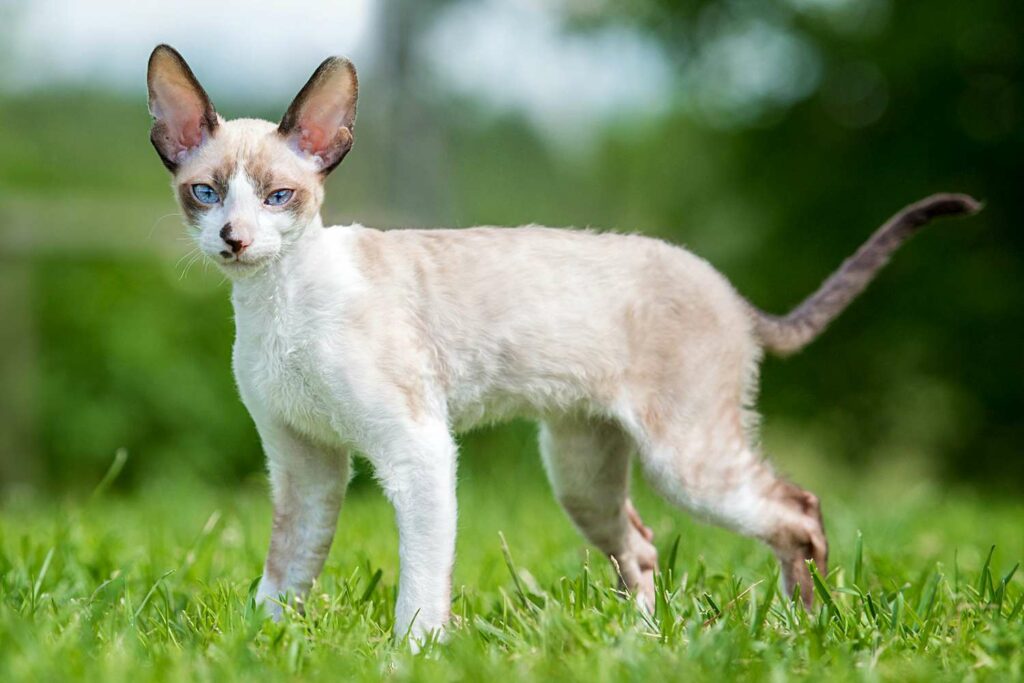 matomas kornvalio reksų (Cornish Rex) veislės katinas, stovintis ant žalios žolės
