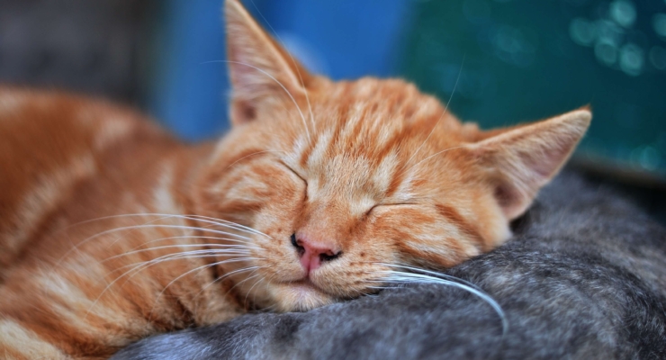 Nuotraukoje stambiu planu matomas miegantis oranžinis dryžuotas katinasužsimerkęs ir ramiu veidu. Jis guli ant pilko kito katino ar audinio, kuris atrodo kaip kito katino kailis. Fonas yra išsiliejęs, mėlynos spalvos.