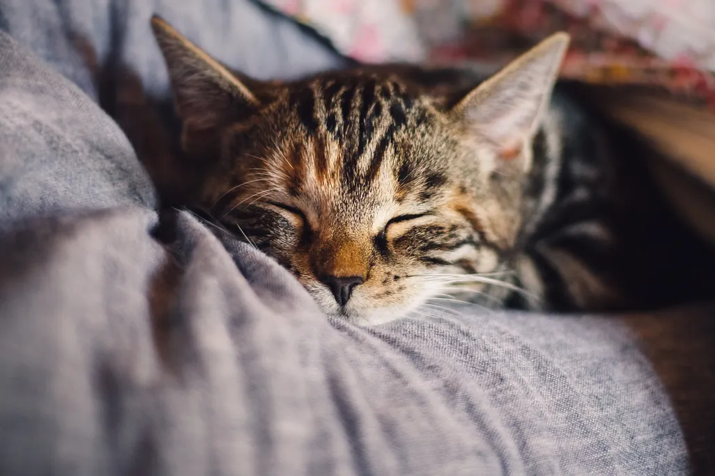 Nuotraukoje stambiu planu matomas miegantis rudas dryžuotas katinas. užsimerkęs ir ramiu snukiu. Jis guli ant pilkos audinio, o fone matyti išsiliejęs raštuotas audinys, galbūt antklodė ar pagalvė. Katino kailis atrodo minkštas ir gerai apšviestas.